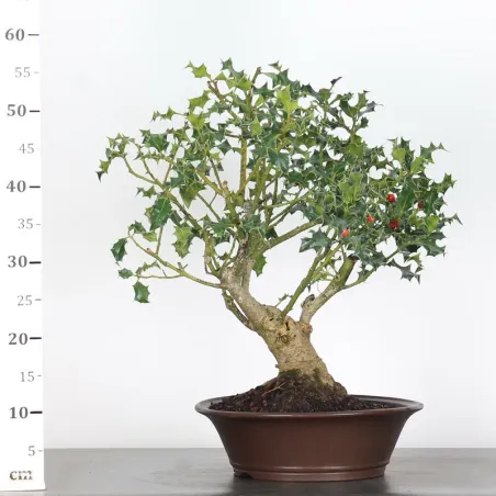 image supplémentaire - BONSAI HOUX "ILEX...