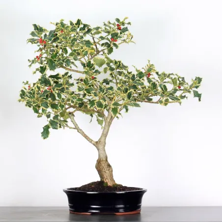 BONSAI HOLLY "ILEX ACQUIFOLIUM ARGENTEA MARGINATA" 1-2