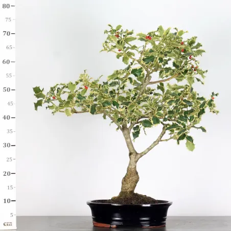 image supplémentaire - BONSAI HOLLY "ILEX...
