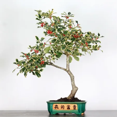 BONSAI HOLLY "ILEX ACQUIFOLIUM ARGENTEA MARGINATA" 1-3