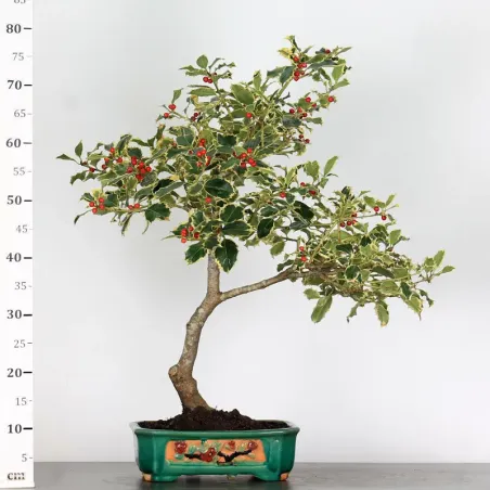 image supplémentaire - BONSAI HOLLY "ILEX...