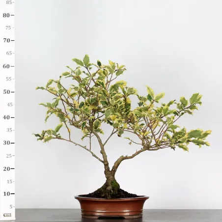 image supplémentaire - BONSAI HOUX "ILEX GOLDEN...