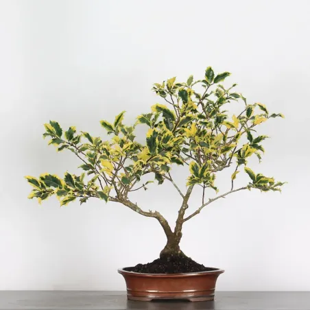 BONSAI HOLLY "ILEX GOLDEN MILKBOY" 1-4