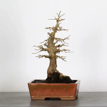 Maple "ACER BUERGÉRIANUM" 1-1