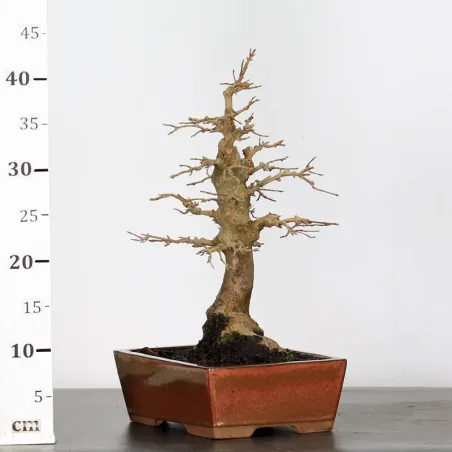 image supplémentaire - Maple "ACER BUERGÉRIANUM" 1-1