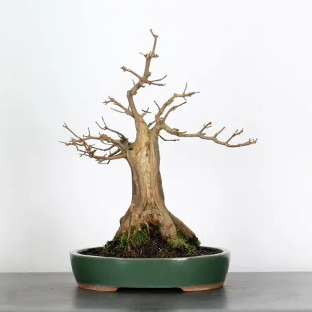 Bonsai Maple Burger AB-2-3