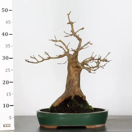 image supplémentaire - Érable "ACER BUERGÉRIANUM" 2-3