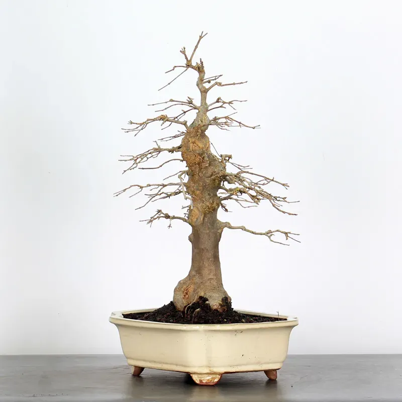 Bonsai Maple Burger AB-3-7