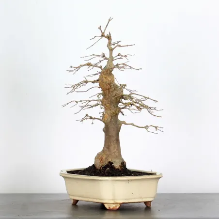 Bonsai Maple Burger AB-3-7