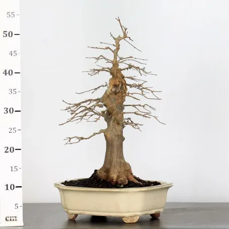 image supplémentaire - ACER BUERGERIANUM 3-7