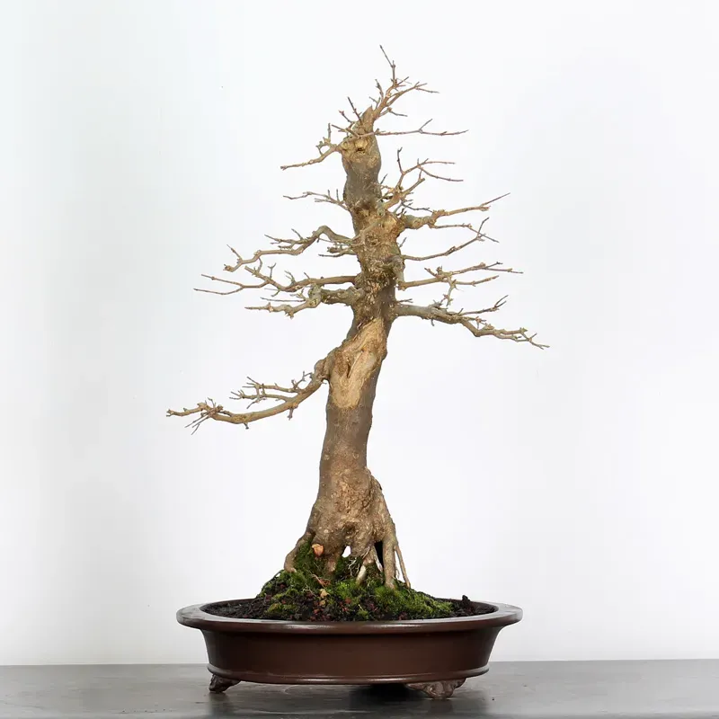 image supplémentaire - Acer buergerianum 5-4