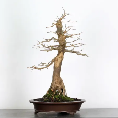 image supplémentaire - Érable "ACER BUERGÉRIANUM" 5-4