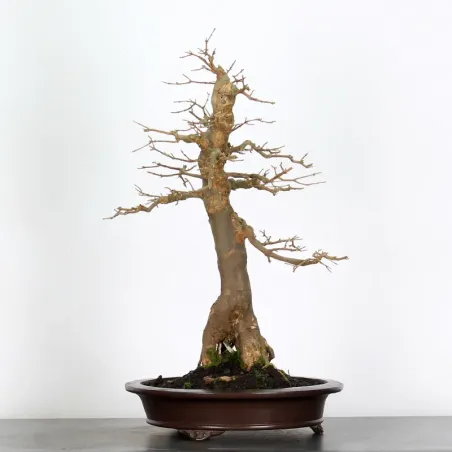 Acer buergerianum 5-4