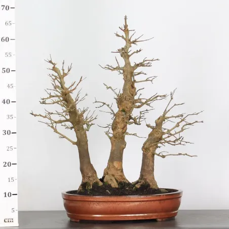 image supplémentaire - Forêt Érable "ACER...