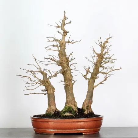 Maple forest "ACER BUERGÉRIANUM" 3-23