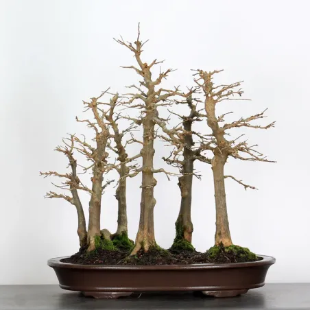 Bonsai Maple Burger AB-4-1