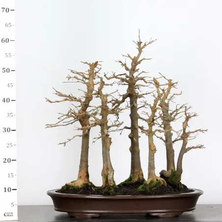 image supplémentaire - Maple forest "ACER...