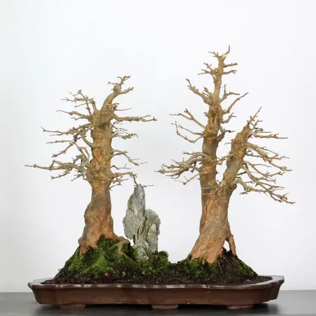 Bonsai Maple Burger AB-3-8