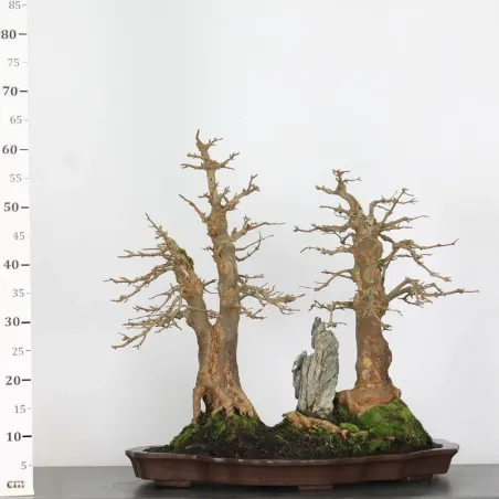 image supplémentaire - ACER BUERGERIANUM forest 3-8