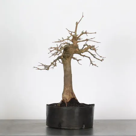 Maple "acer buergerianum" 3-25