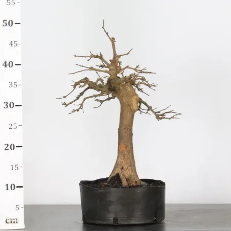 image supplémentaire - Maple "acer buergerianum" 3-25