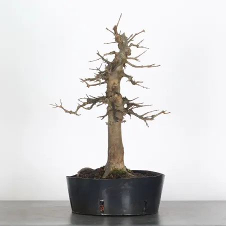 Érable "acer buergérianum" 4-11