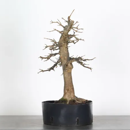 image supplémentaire - Érable "acer buergérianum"...