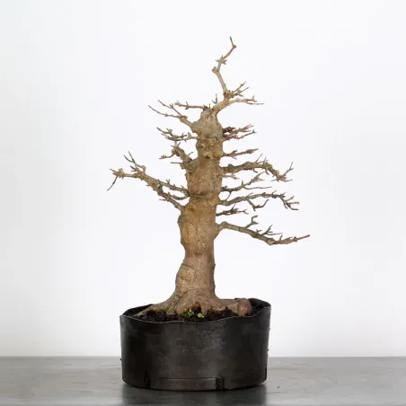 érable "acer buergérianum" 3-14