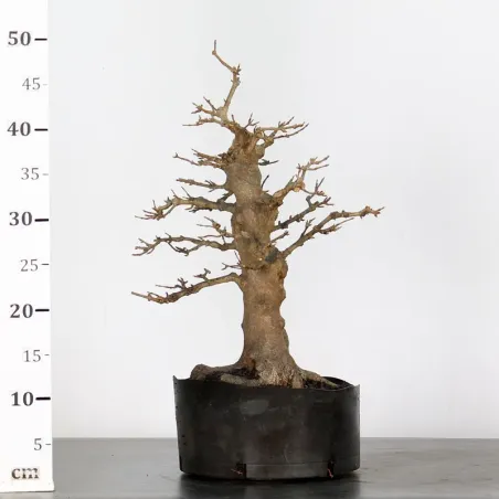 image supplémentaire - érable "acer buergérianum"...