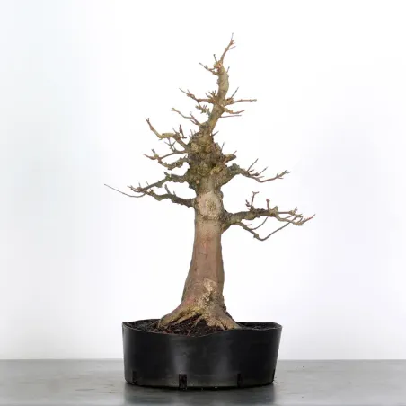 érable "acer buergérianum" 3-22