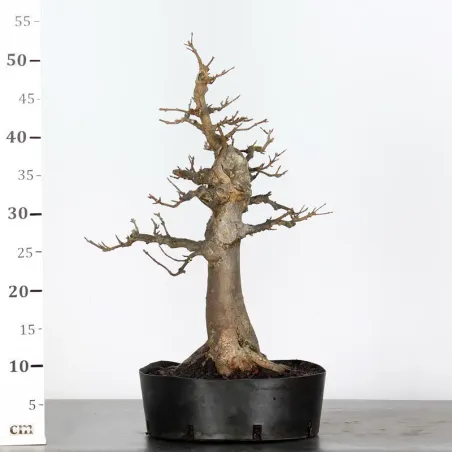 image supplémentaire - érable "acer buergérianum"...