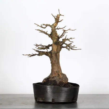 érable "acer buergérianum" 3-15