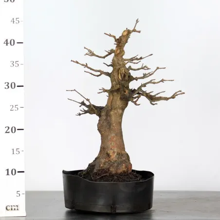 image supplémentaire - maple "acer buergerianum" 3-15