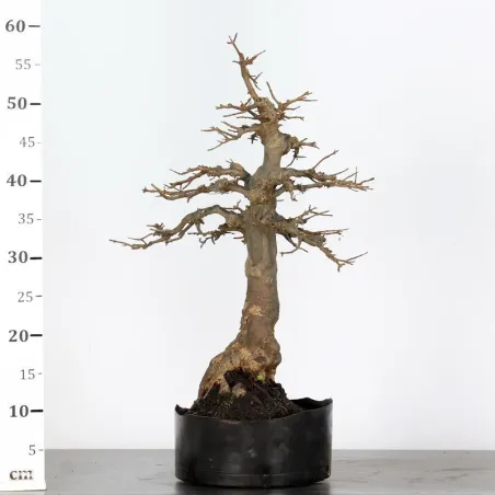 image supplémentaire - maple "acer buergerianum" 4-9