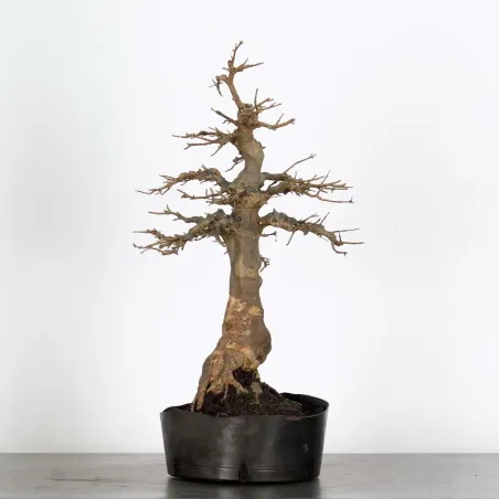 Bonsai Erable Burger AB-4-9