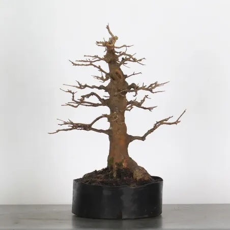 Bonsai Erable Burger AB-3-17