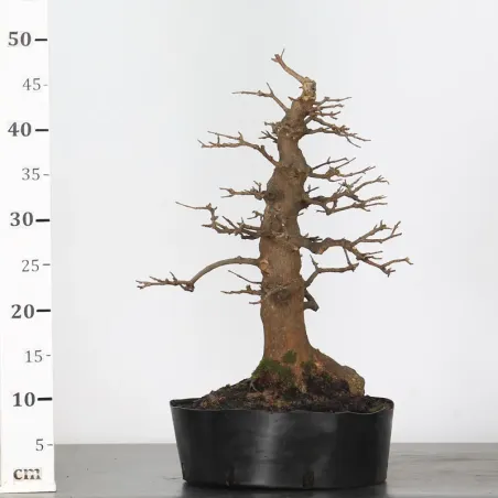 image supplémentaire - maple "acer buergerianum" 3-17