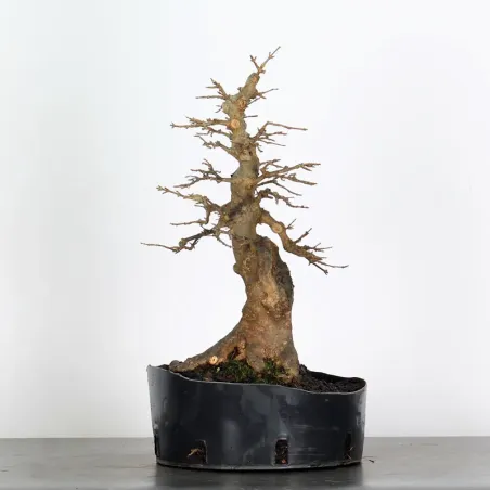 érable "acer buergérianum" 3-24