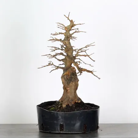 image supplémentaire - érable "acer buergérianum"...