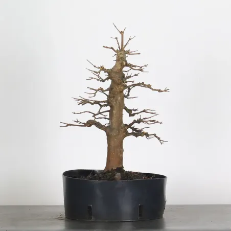 érable "acer buergérianum" 3-21