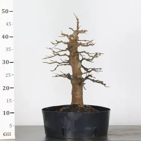 image supplémentaire - maple "acer buergerianum" 3-21