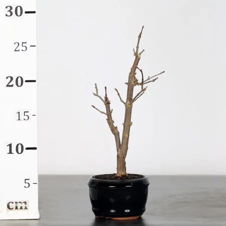 image supplémentaire - érable "acer buergérianum" 1-4