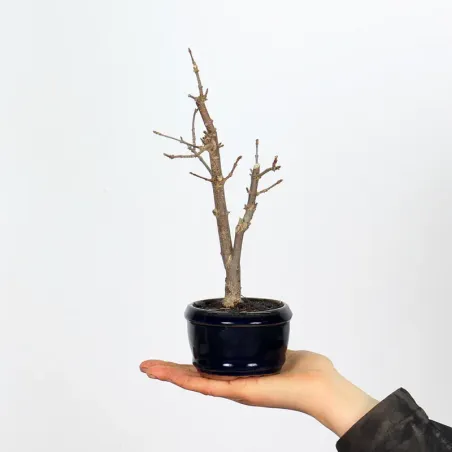 Maple "acer buergerianum" 1-4