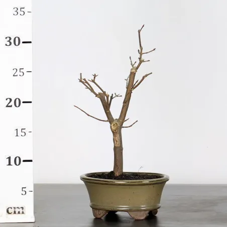 image supplémentaire - Érable "ACER BUERGÉRIANUM" 1-5