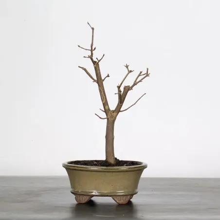 Maple "acer buergerianum" 1-5