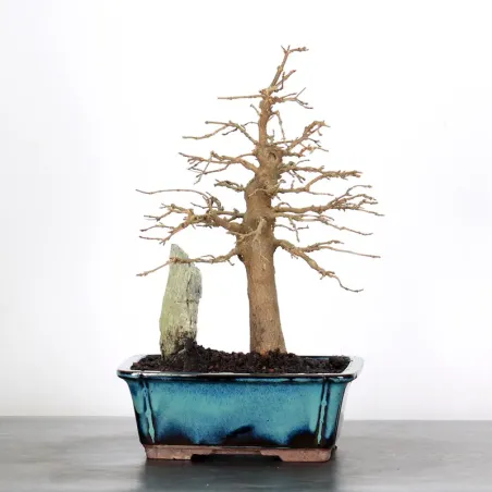 Bonsai Erable Burger AB-1-5