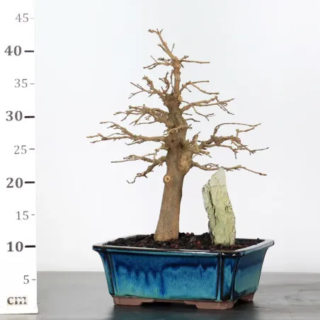 image supplémentaire - Maple "acer buergerianum"...