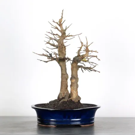 érable "acer buergérianum" 3-12