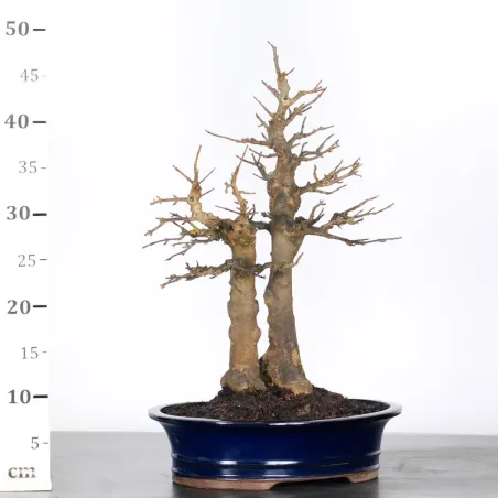 image supplémentaire - érable "acer buergérianum"...