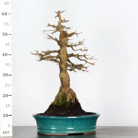 image supplémentaire - Maple "ACER BUERGÉRIANUM" 3-19